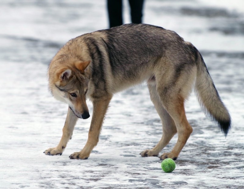 Dog Photo