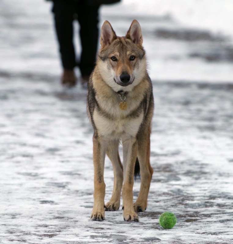 Dog Photo