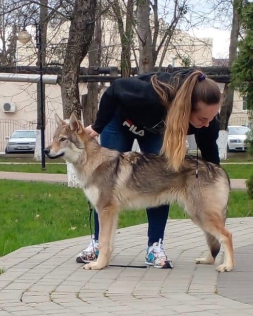 Dog Photo
