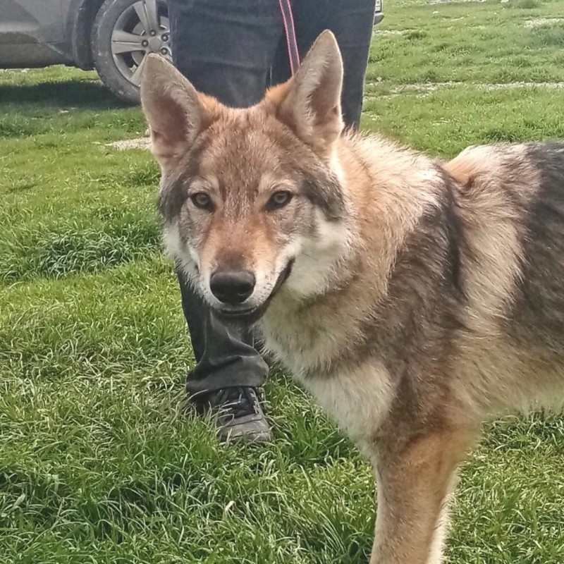 Dog Photo