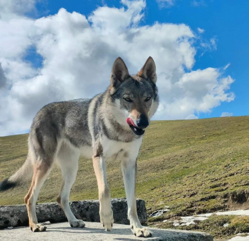 Dog Photo
