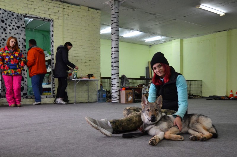 Dog Photo