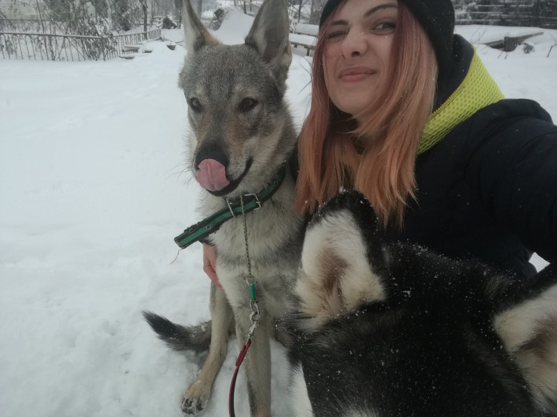 Dog Photo