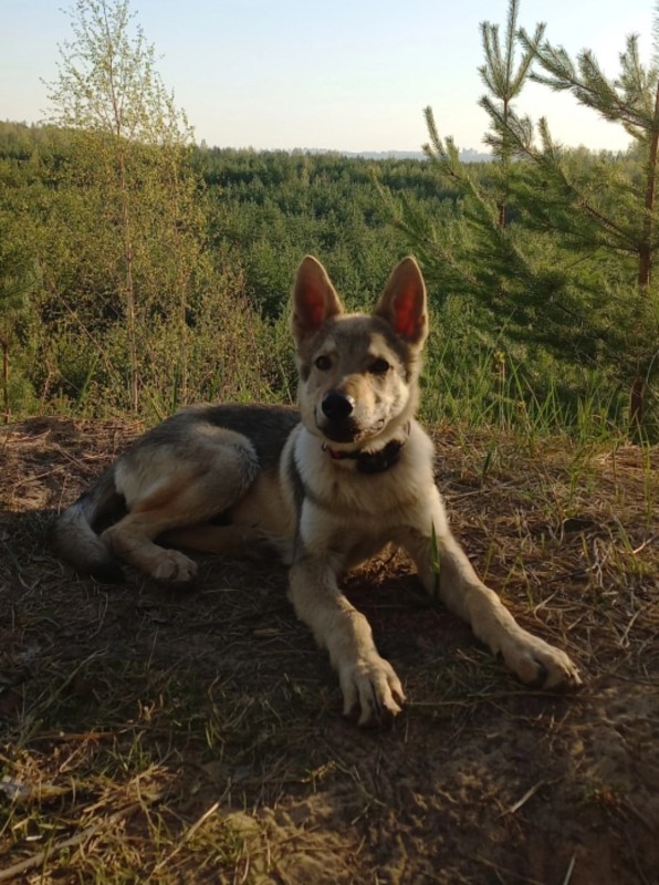 Dog Photo