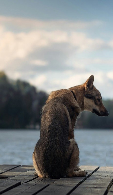 Dog Photo