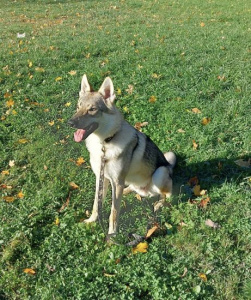 Dog Photo