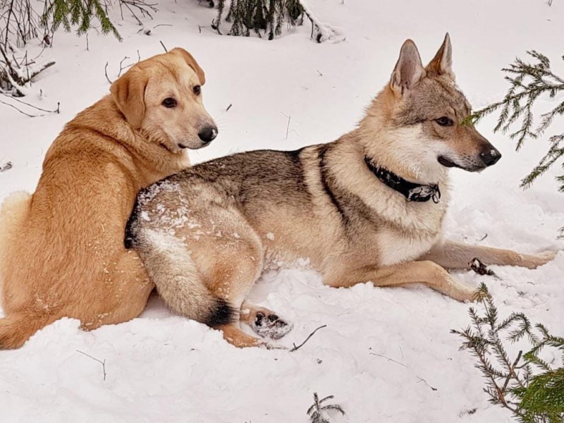 Dog Photo