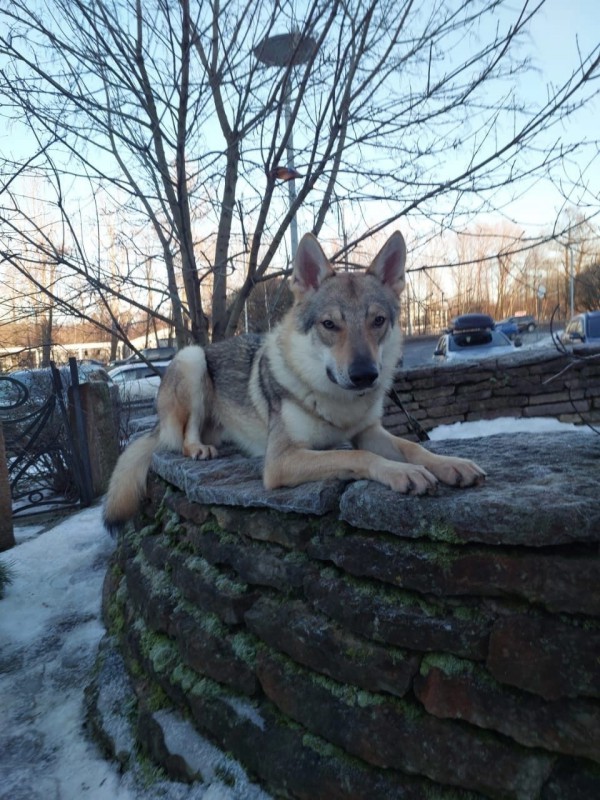 Dog Photo