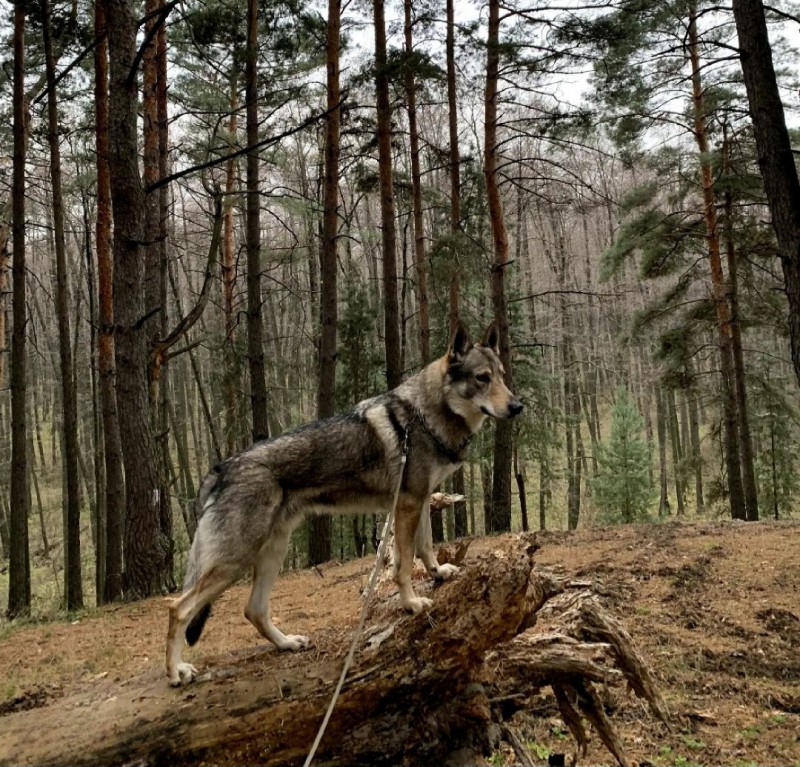 Dog Photo