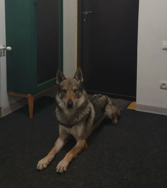 Dog Photo