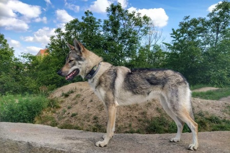 Dog Photo