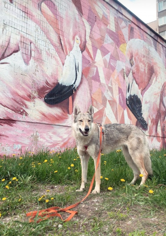 Dog Photo