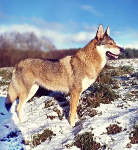 Dog Photo