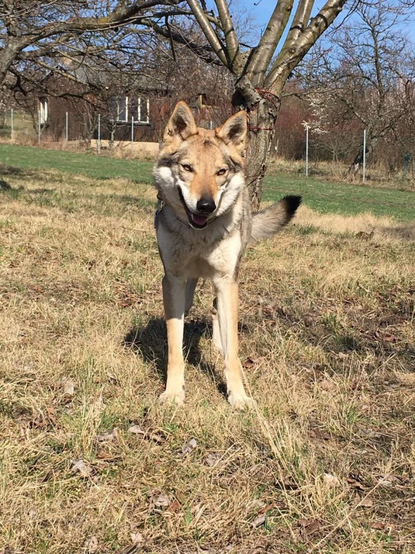 Dog Photo