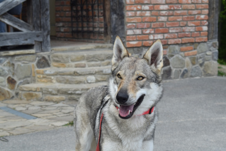 Dog Photo