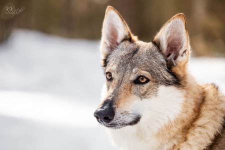 Dog Photo
