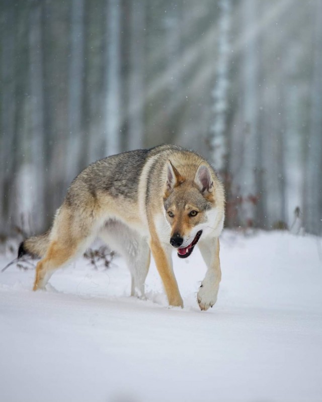 Dog Photo