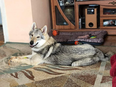 Dog Photo