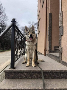 Dog Photo