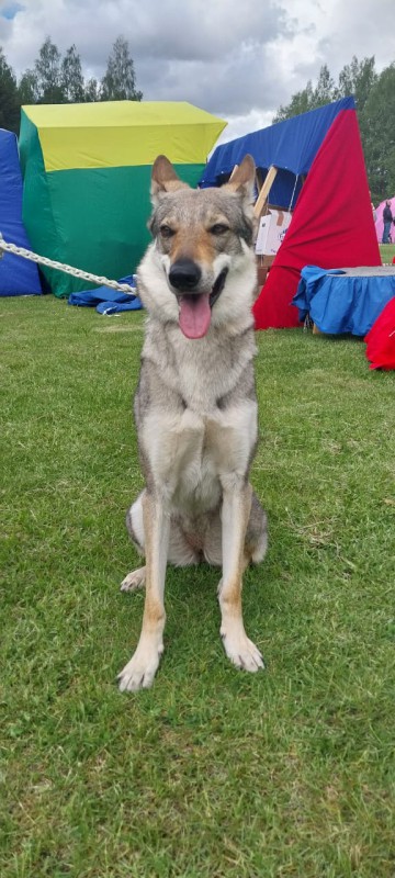 Dog Photo