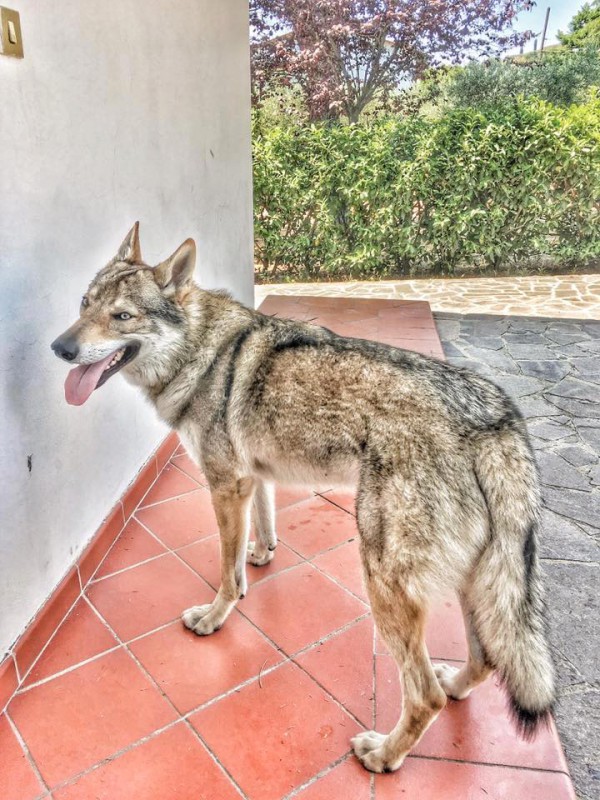 Dog Photo