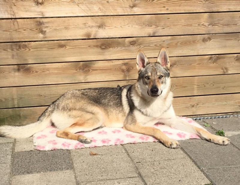 Dog Photo