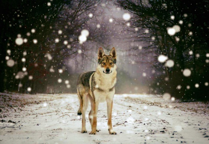 Dog Photo