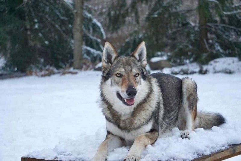 Dog Photo