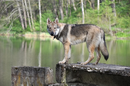 Dog Photo