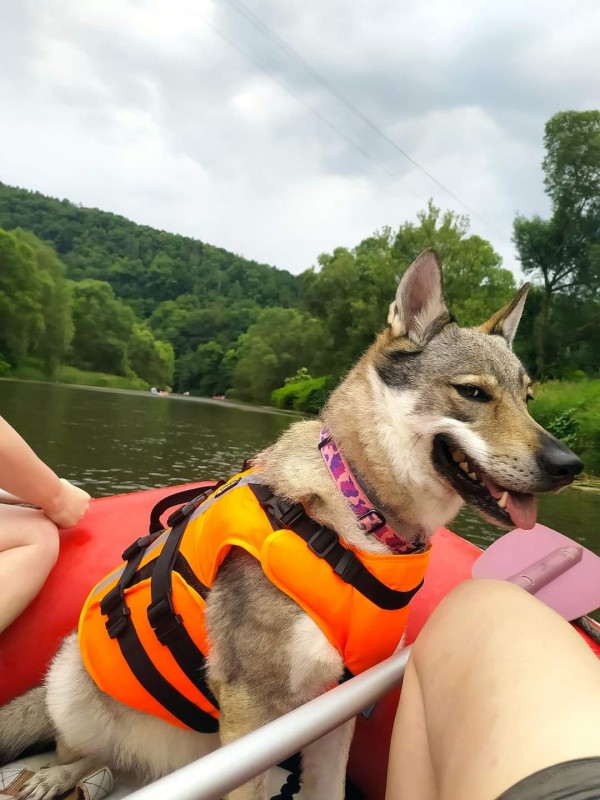 Dog Photo