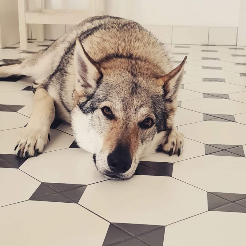 Dog Photo
