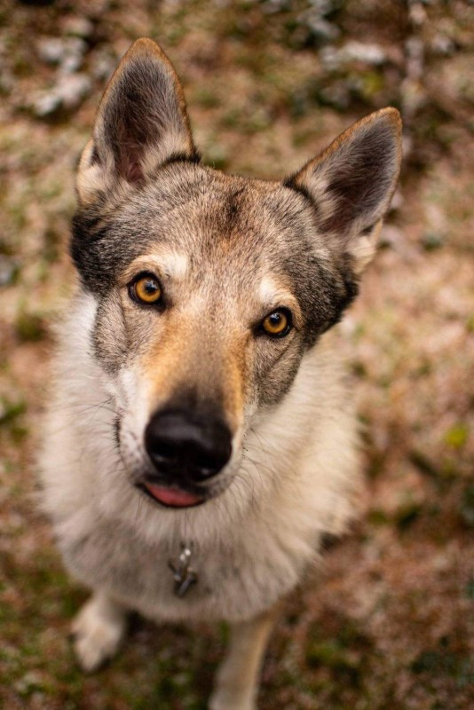 Dog Photo