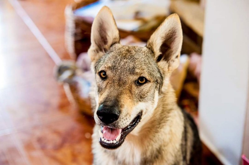 Dog Photo