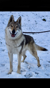 Dog Photo