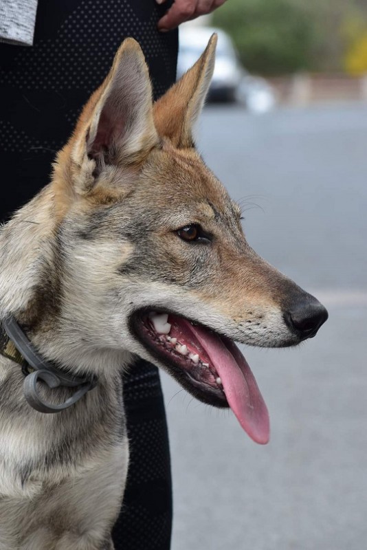 Dog Photo