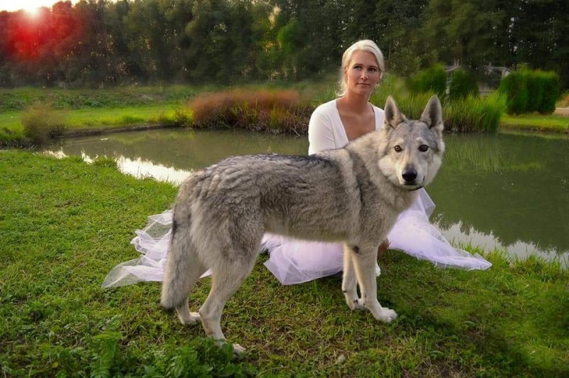 Dog Photo