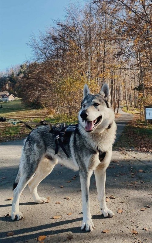 Dog Photo
