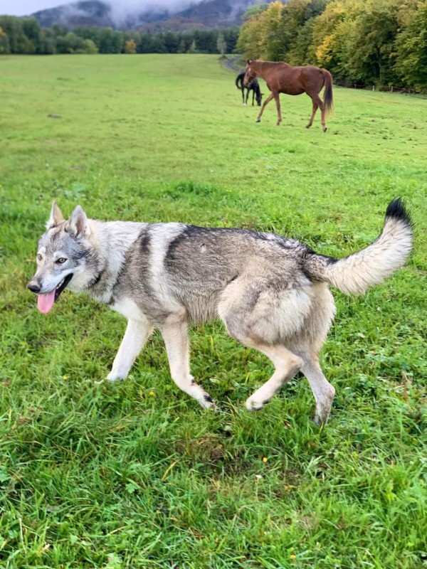 Dog Photo