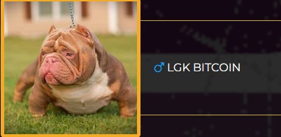 Dog Photo