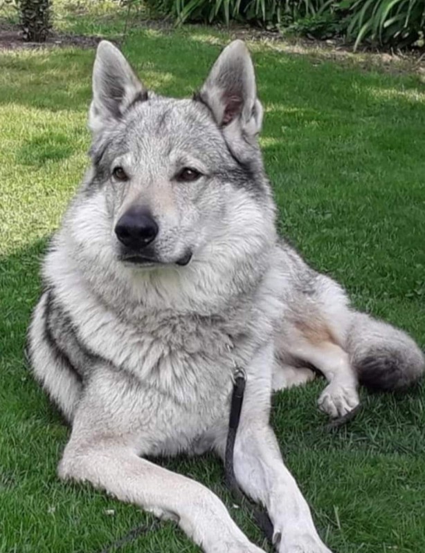 Dog Photo
