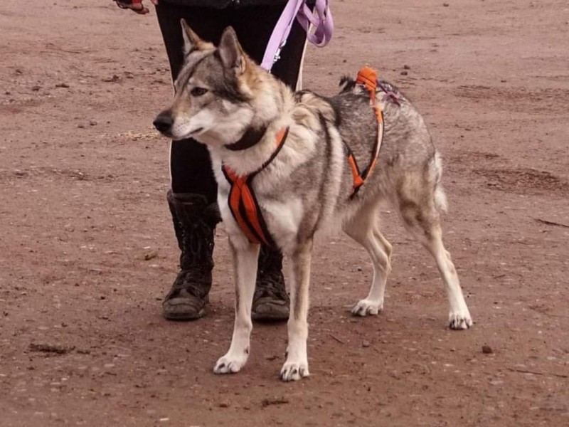 Dog Photo