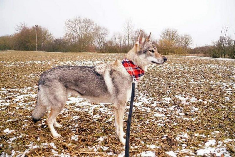 Dog Photo