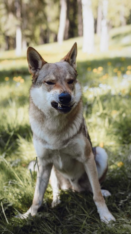 Dog Photo