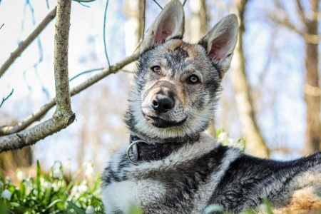 Dog Photo