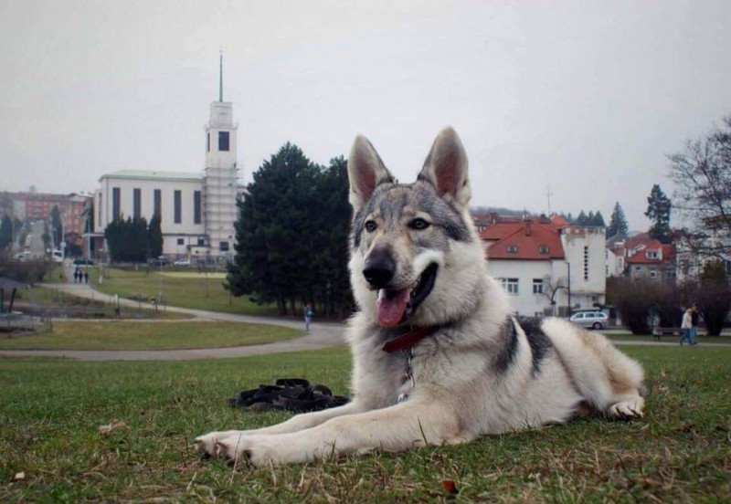 Dog Photo