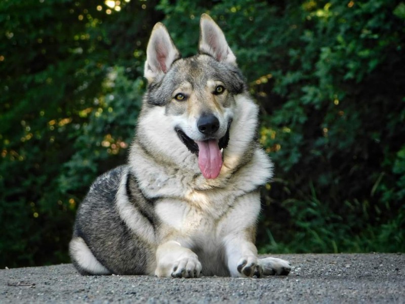 Dog Photo