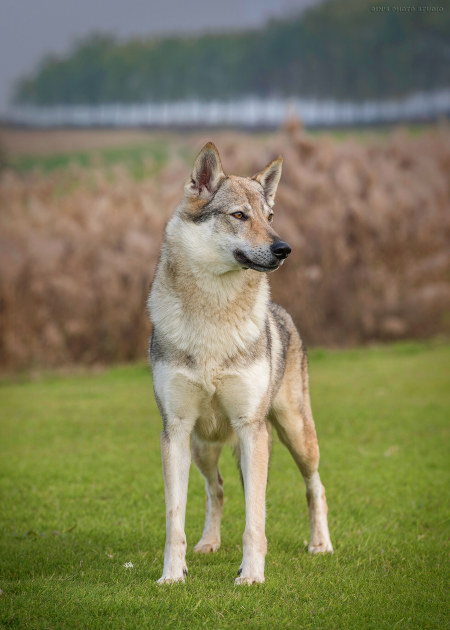 Dog Photo