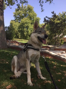 Dog Photo
