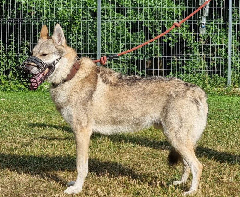 Dog Photo