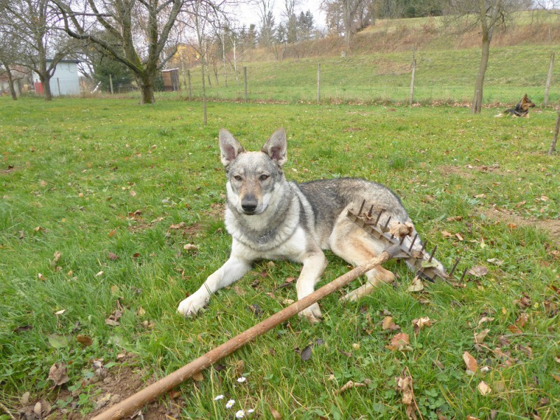 Dog Photo